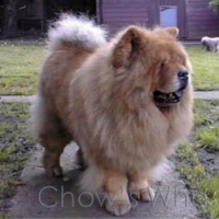 Chow's Who