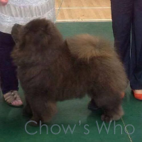 Chow's Who