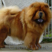 Chow's Who