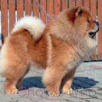 Chow's Who