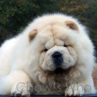 Chow's Who