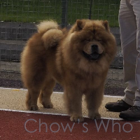 Chow's Who