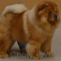 Chow's Who