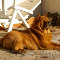 Chow's Who