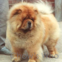 Chow's Who