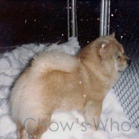 Chow's Who