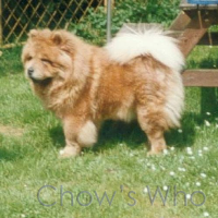 Chow's Who