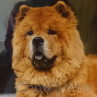 Chow's Who