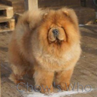 Chow's Who