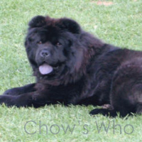 Chow's Who