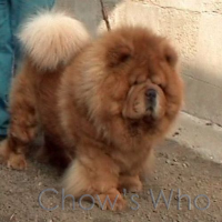 Chow's Who