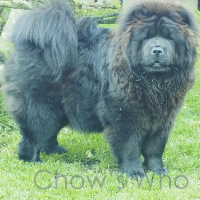 Chow's Who