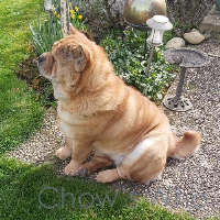 Chow's Who