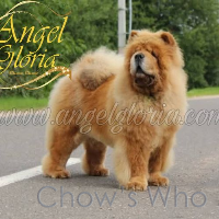 Chow's Who