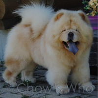 Chow's Who