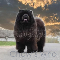 Chow's Who