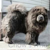 Chow's Who