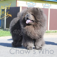 Chow's Who