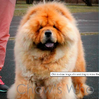 Chow's Who