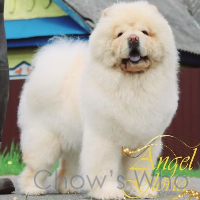 Chow's Who