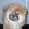 Chow's Who