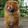 Chow's Who