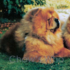 Chow's Who