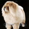 Chow's Who
