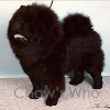 Chow's Who