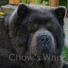 Chow's Who
