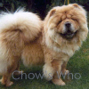 Chow's Who