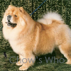 Chow's Who