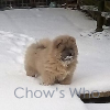 Chow's Who