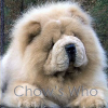Chow's Who