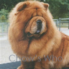 Chow's Who