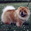 Chow's Who