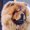 Chow's Who