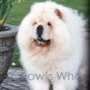 Chow's Who