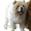 Chow's Who