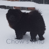 Chow's Who