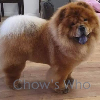 Chow's Who