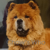 Chow's Who