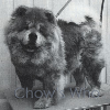 Chow's Who