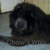 Chow's Who
