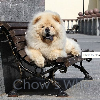 Chow's Who