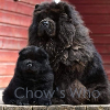 Chow's Who