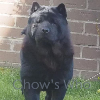 Chow's Who