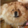 Chow's Who