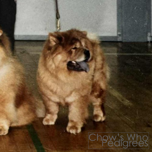 Chow's Who