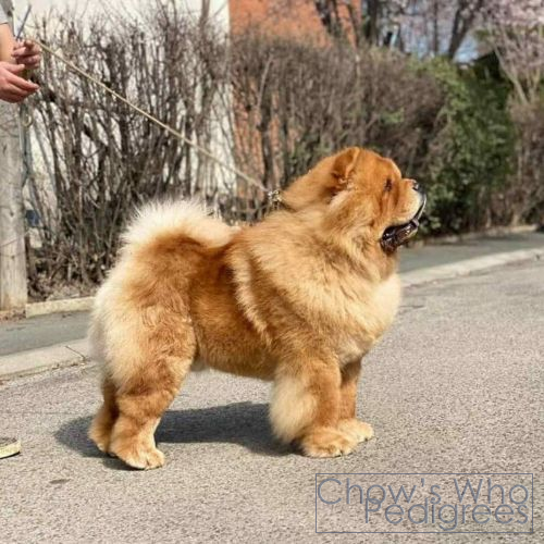 Chow's Who